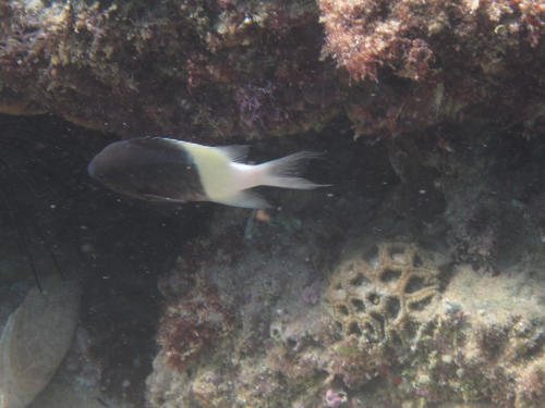 Pycnochromis fieldi