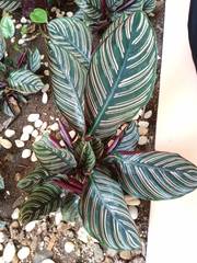 Goeppertia sanderiana