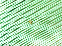 Scymnobius galapagoensis