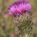 Bristle Thistle - Photo (c) Mary Keim, some rights reserved (CC BY-NC-SA)
