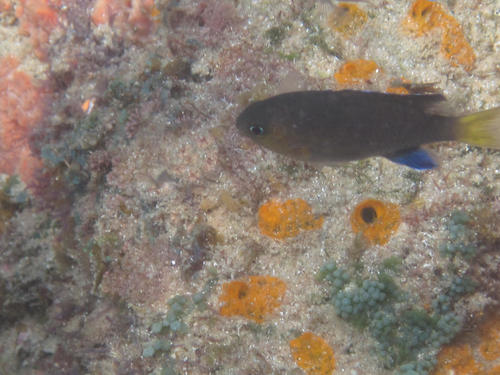Pycnochromis nigrurus
