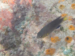 Pycnochromis nigrurus