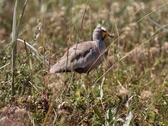 Vanellus senegallus lateralis