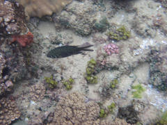 Chromis weberi