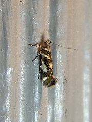 Aristotelia elegantella