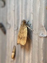 Psilocorsis cryptolechiella
