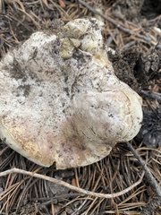 Boletus subalpinus