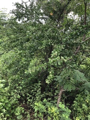 Leuenbergeria guamacho