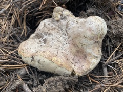 Boletus subalpinus