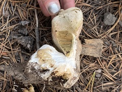 Boletus subalpinus