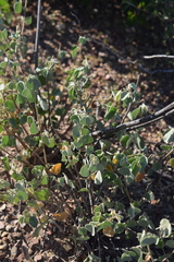 Ayenia rotundifolia