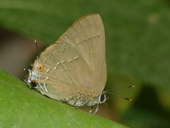 Allosmaitia strophius