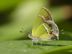 Chlorostrymon simaethis