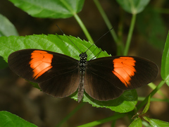 Heliconius melpomene euryades