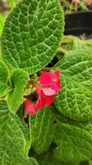 Episcia cupreata
