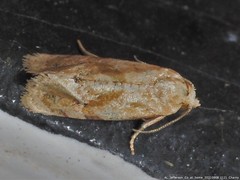 Cochylis bucera