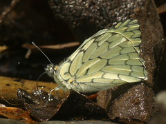 Hesperocharis marchalii