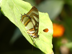 Metamorpha elissa
