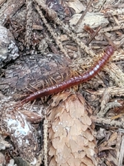 Scolopocryptops spinicaudus