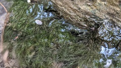 Najas guadalupensis