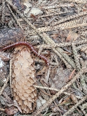 Scolopocryptops spinicaudus