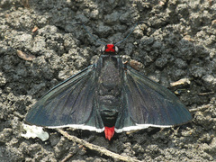 Pyrrhopyge phidias