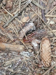 Scolopocryptops spinicaudus