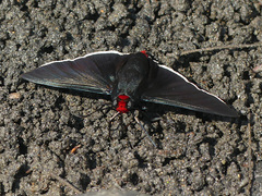 Pyrrhopyge phidias