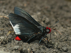 Pyrrhopyge phidias
