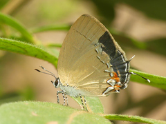 Theclopsis lydus