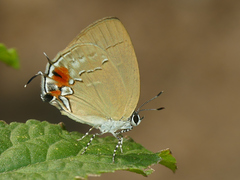 Theclopsis lydus