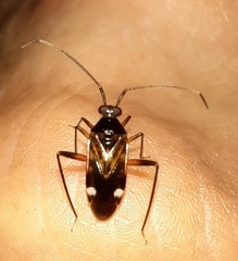 Eustictus