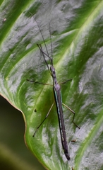 Cesaphasma panamensis