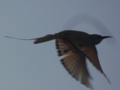 Merops orientalis