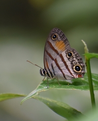 Cissia labe