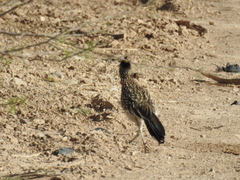Geococcyx californianus