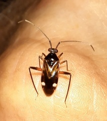 Eustictus