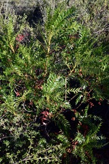 Pseudosmodingium andrieuxii