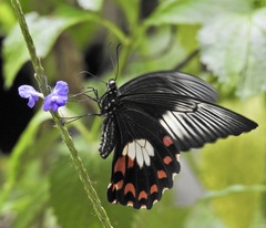 Papilio ambrax