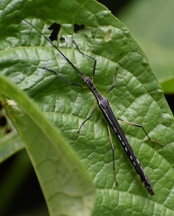 Cesaphasma panamensis