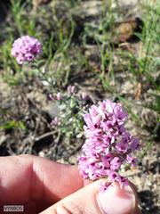 Amphithalea ericifolia ericifolia