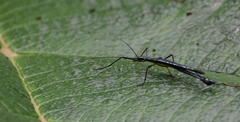 Cesaphasma panamensis