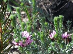Amphithalea ericifolia ericifolia