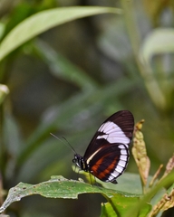 Heliconius cydno