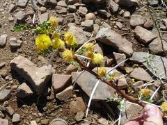 Vachellia nebrownii