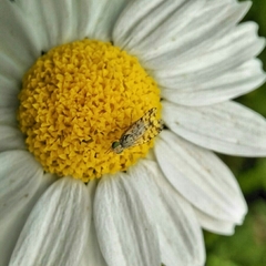 Austrotephritis pelia