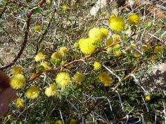 Vachellia nebrownii