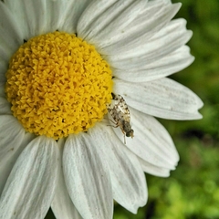 Austrotephritis pelia