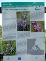 Gentianella praecox