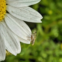 Austrotephritis pelia